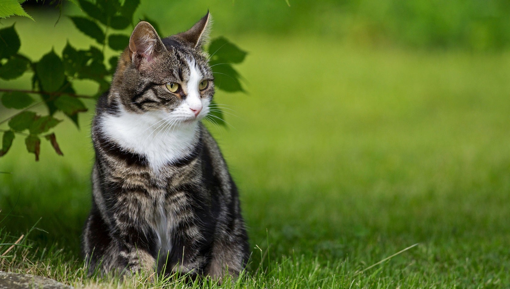 Dog Parasites Prevention Tips: 7 Proven Ways to Protect Your Pet