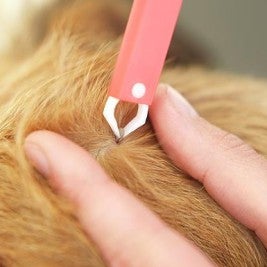 Get rid of fleas and ticks