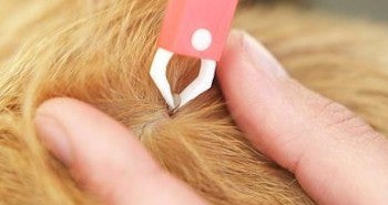 Get rid of fleas and ticks