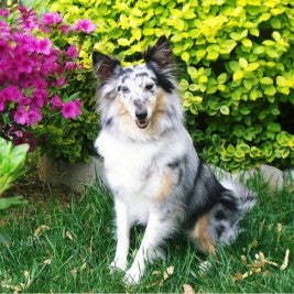 Shylah Shayne Allivet February Pet Of The Month
