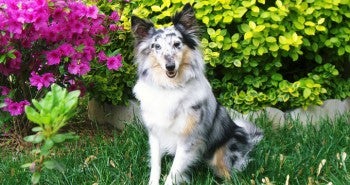 Shylah Shayne Allivet February Pet Of The Month