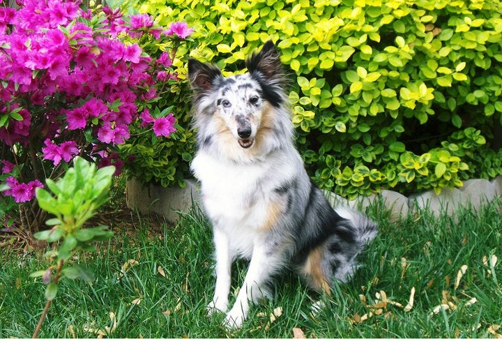 Shylah Shayne Allivet February Pet Of The Month