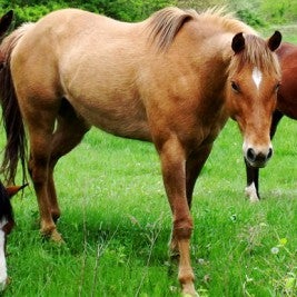 Horses and Mosquitoes