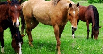 Horses and Mosquitoes