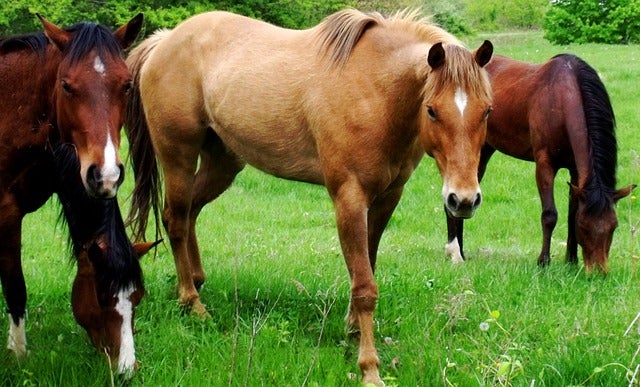Horses and Mosquitoes