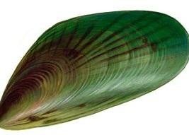 Perna Mussles can help pet joints