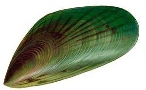 Perna Mussles can help pet joints