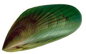 Perna Mussles can help pet joints