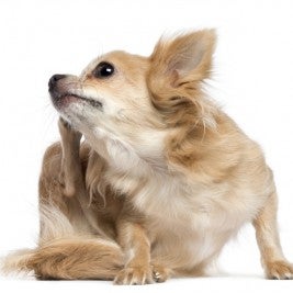 Get rid of fleas fast!