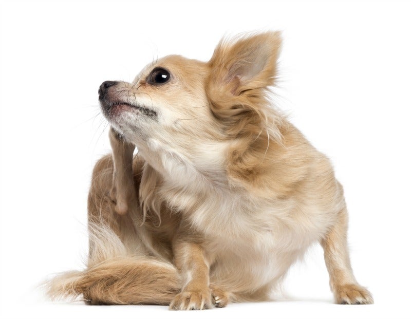 Get rid of fleas fast!