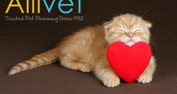 Cat Heartworm Preventative