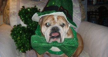 Allivet's March Pet Of The Month, Mac