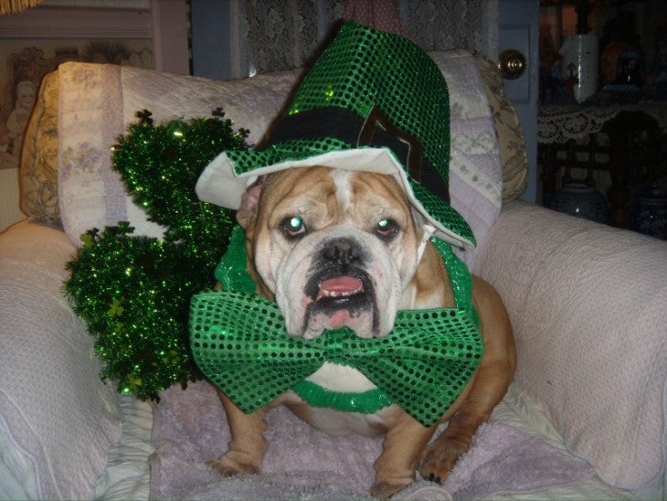 Allivet's March Pet Of The Month, Mac