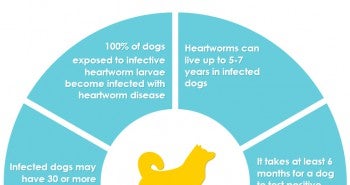 Dog Heartworm Infographic