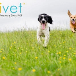 Best Products To Take Care Of Your Vets In Spring