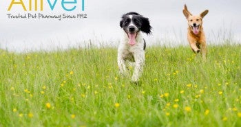 Best Products To Take Care Of Your Vets In Spring