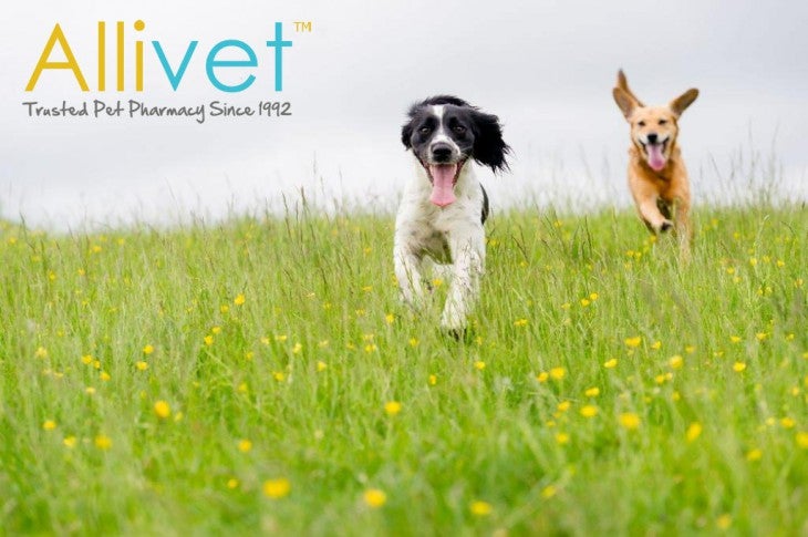 Best Products To Take Care Of Your Vets In Spring
