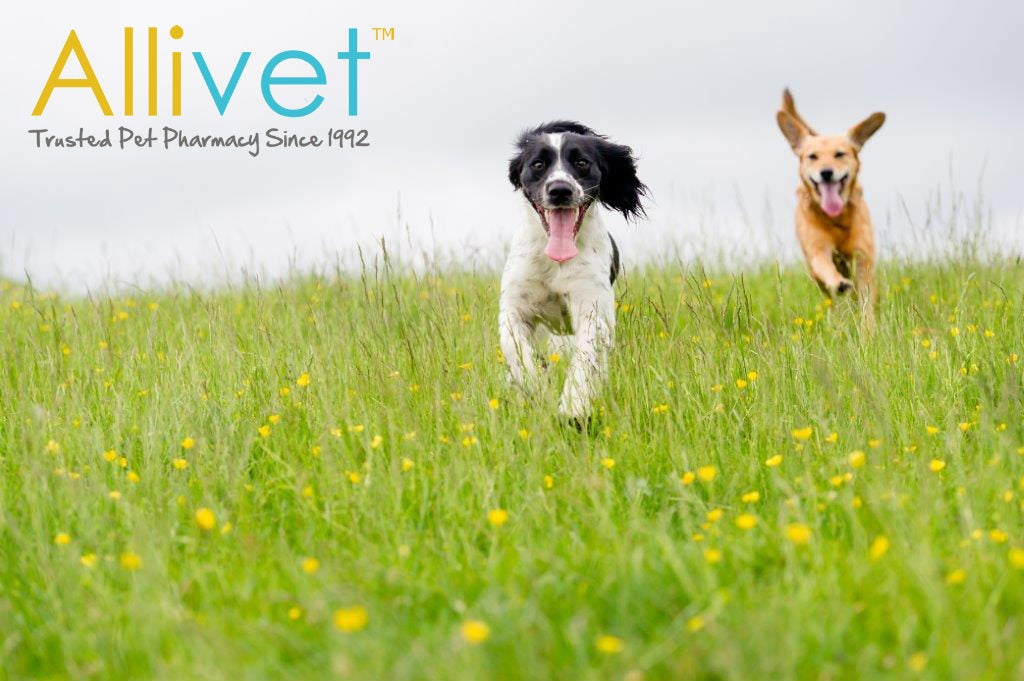 Best Products To Take Care Of Your Vets In Spring