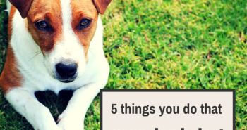 5 things you do that your dog hates