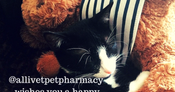 Allivet Pet Pharmacy Wishes You A Happy National Teddy Bear Day!