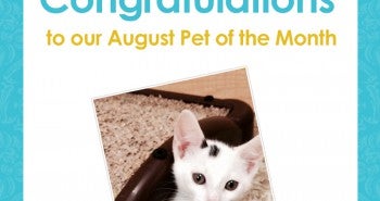 Allivet Pet of the Month
