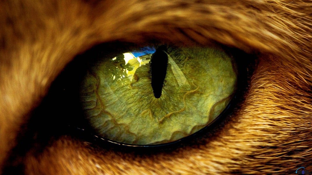 Why do cats have vertical pupils
