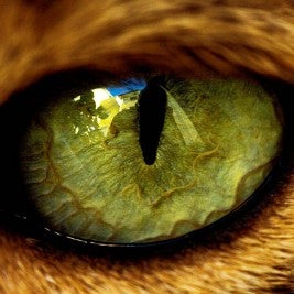 Why do cats have vertical pupils