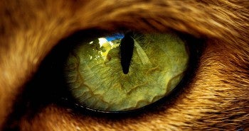 Why do cats have vertical pupils
