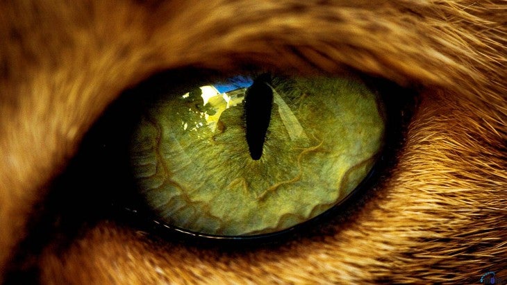 Why do cats have vertical pupils