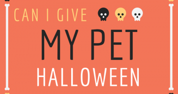 Pet Halloween Candy