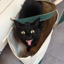 Black Cat Day