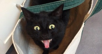 Black Cat Day