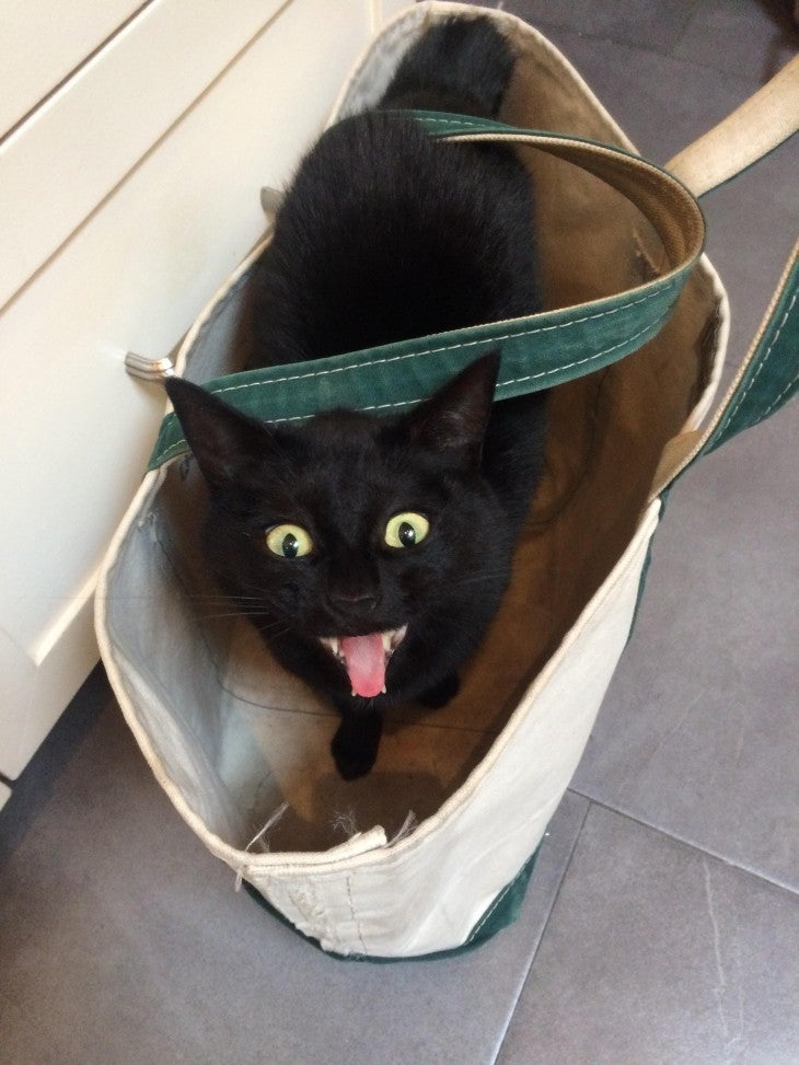 Black Cat Day