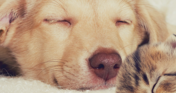 Top 5 Pet Care Tips