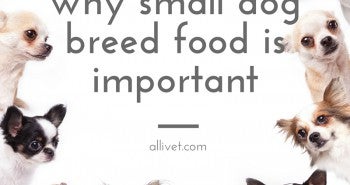Small dog breed food at Allivet