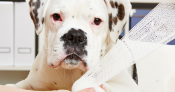 7 tips to handle an injured pet