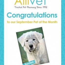 Allivet September Pet of the Month Baylee