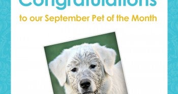 Allivet September Pet of the Month Baylee