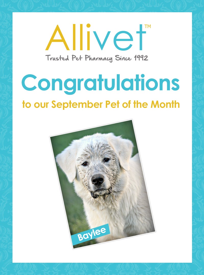 Allivet September Pet of the Month Baylee
