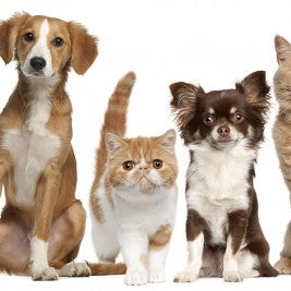 Pet Calming Dogs Cats