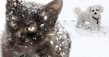 Winterize Your Dog or Cat with these helpful tips