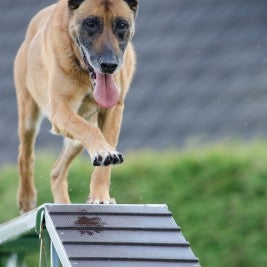 Dog Training Tips