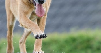 Dog Training Tips