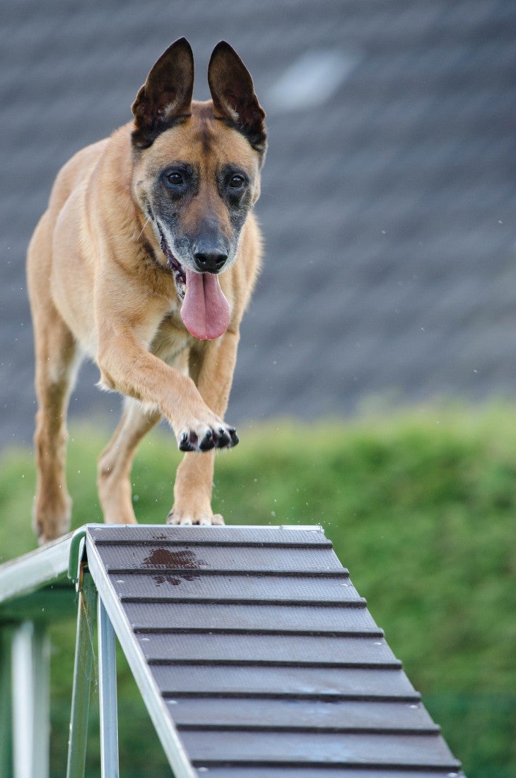 Dog Training Tips
