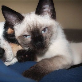 Dog and cat together