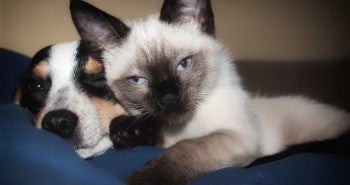 Dog and cat together