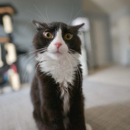 nervous looking cat