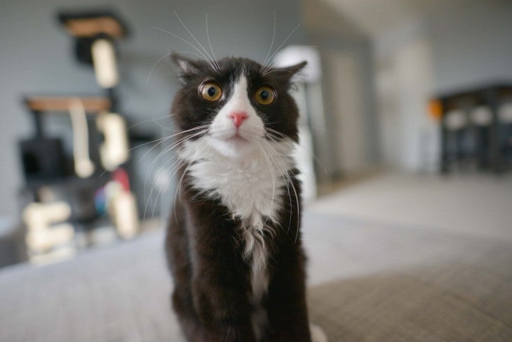 nervous looking cat