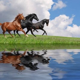 horses running by lake - equine vaccines