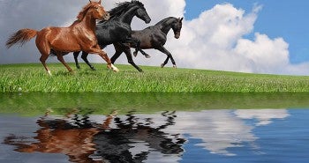 horses running by lake - equine vaccines